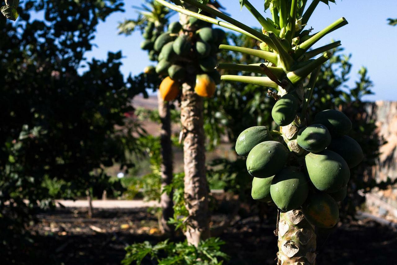 Finca Arbequina Pajara  Екстер'єр фото