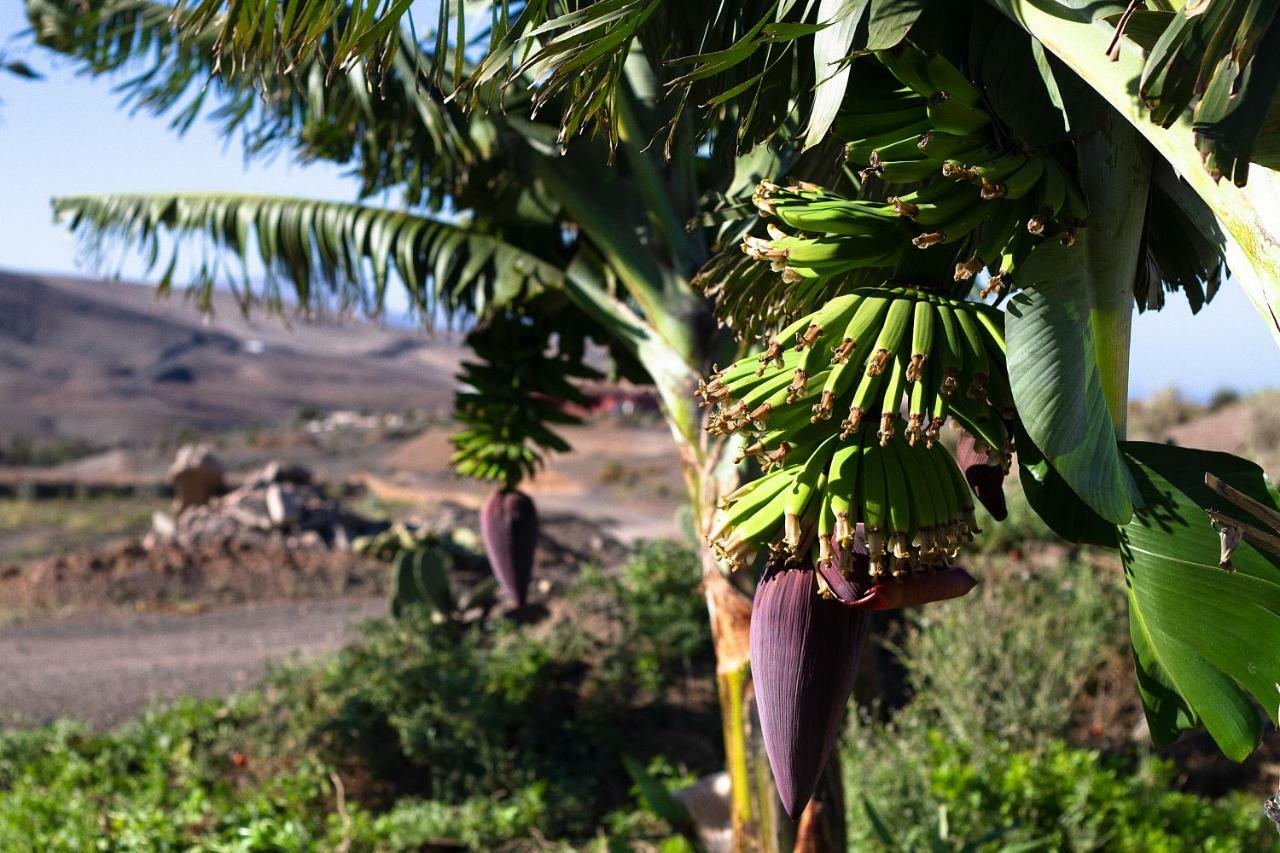 Finca Arbequina Pajara  Екстер'єр фото