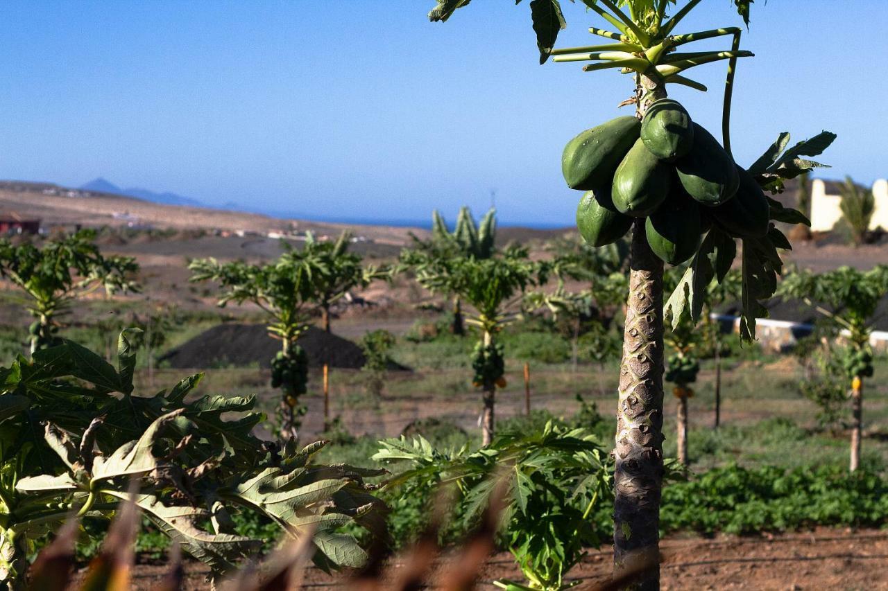 Finca Arbequina Pajara  Екстер'єр фото