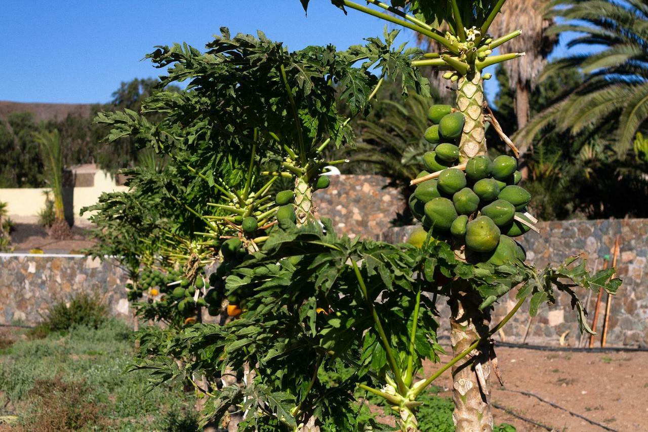 Finca Arbequina Pajara  Екстер'єр фото