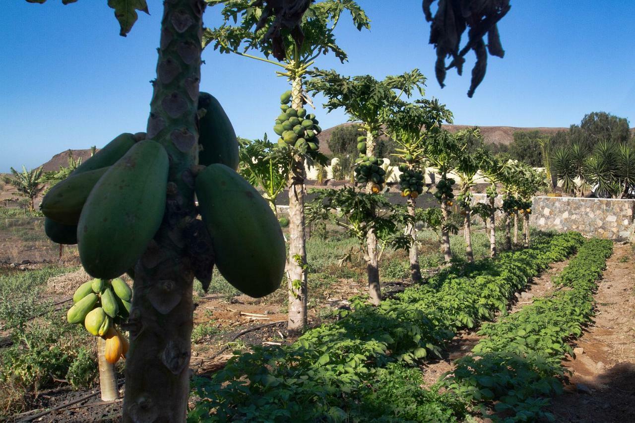 Finca Arbequina Pajara  Екстер'єр фото